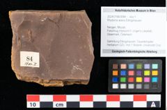 Foto (Objekt + Etikett) von Acer integrilobum Weber sensu Walther (NHMW-GEO-2024-0188-0084)